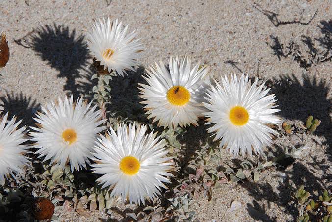 Helichrysum retortum