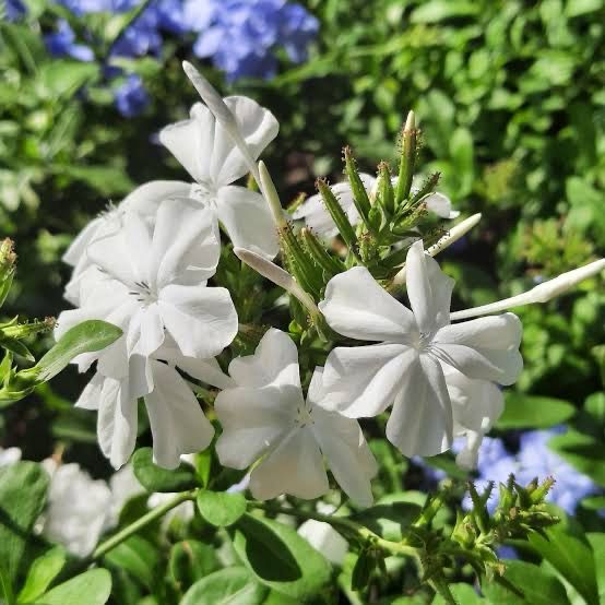 Plumbago White