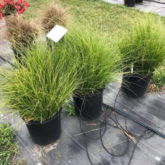 Carex Phoenix