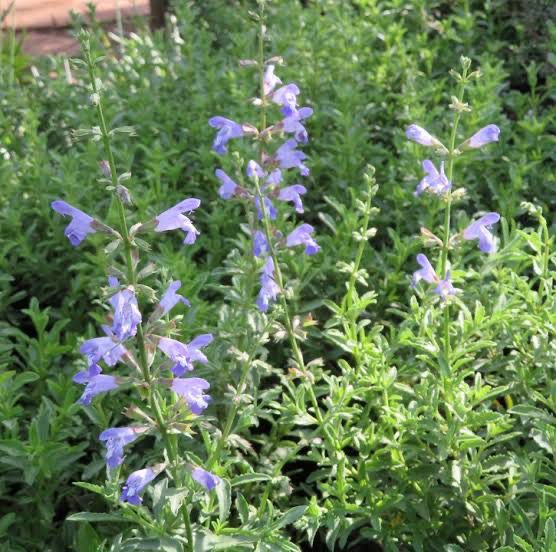 Salvia Eversage Bronze