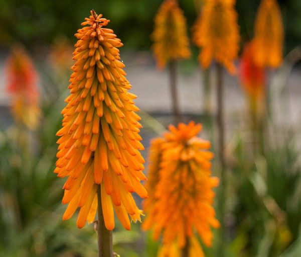 Kniphofia Mango Popsicle