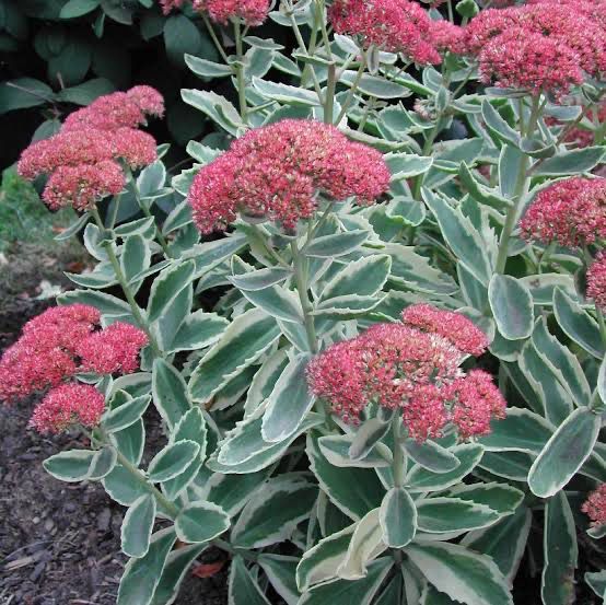 Sedum Lajos - Autumn Charm