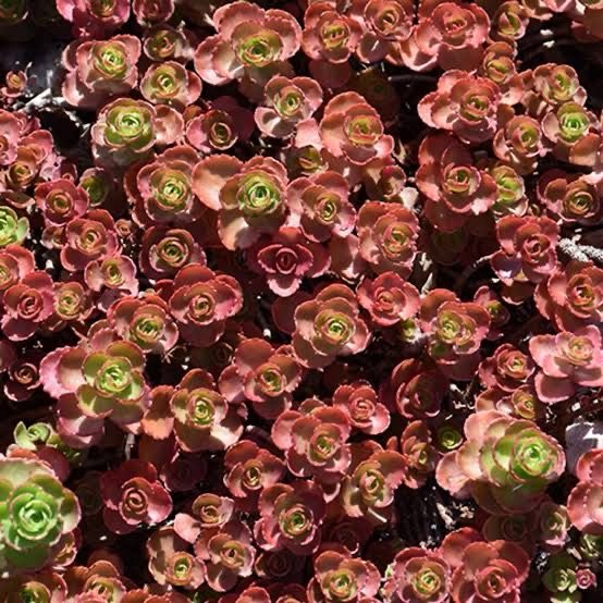 Sedum Dragons Blood