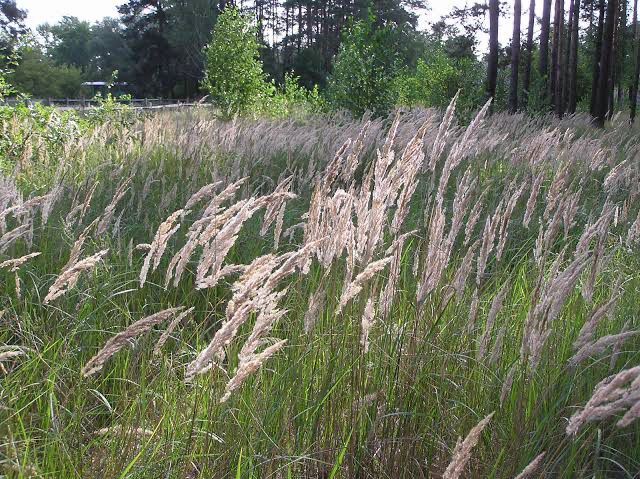 Calamagrostis Epigejos