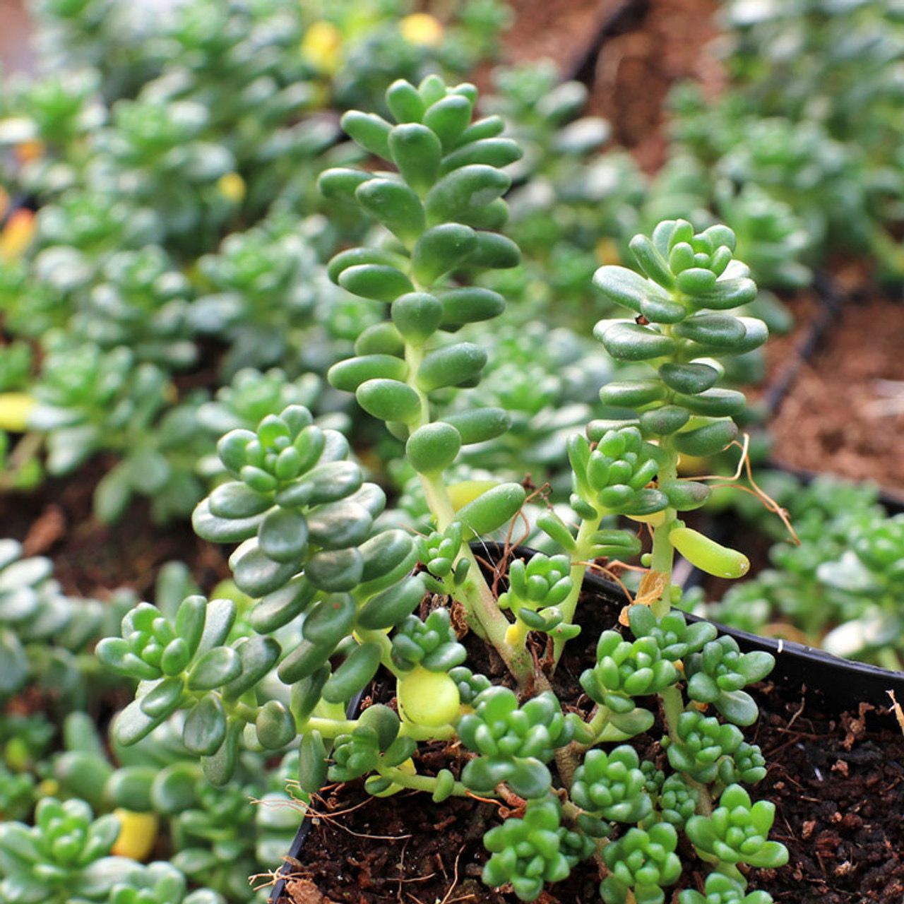 Sedum Athoum