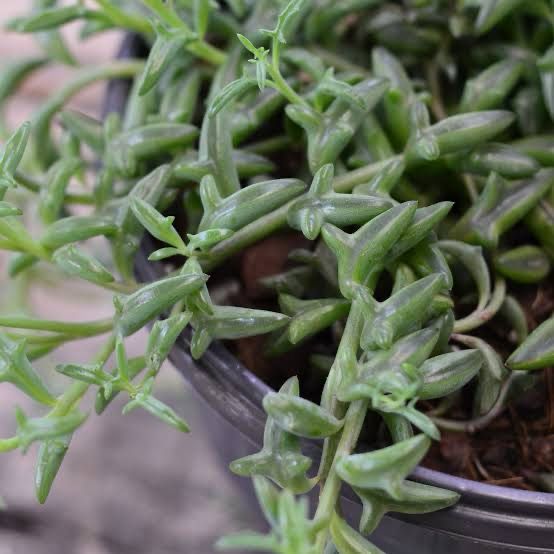 Senecio Peregrinus