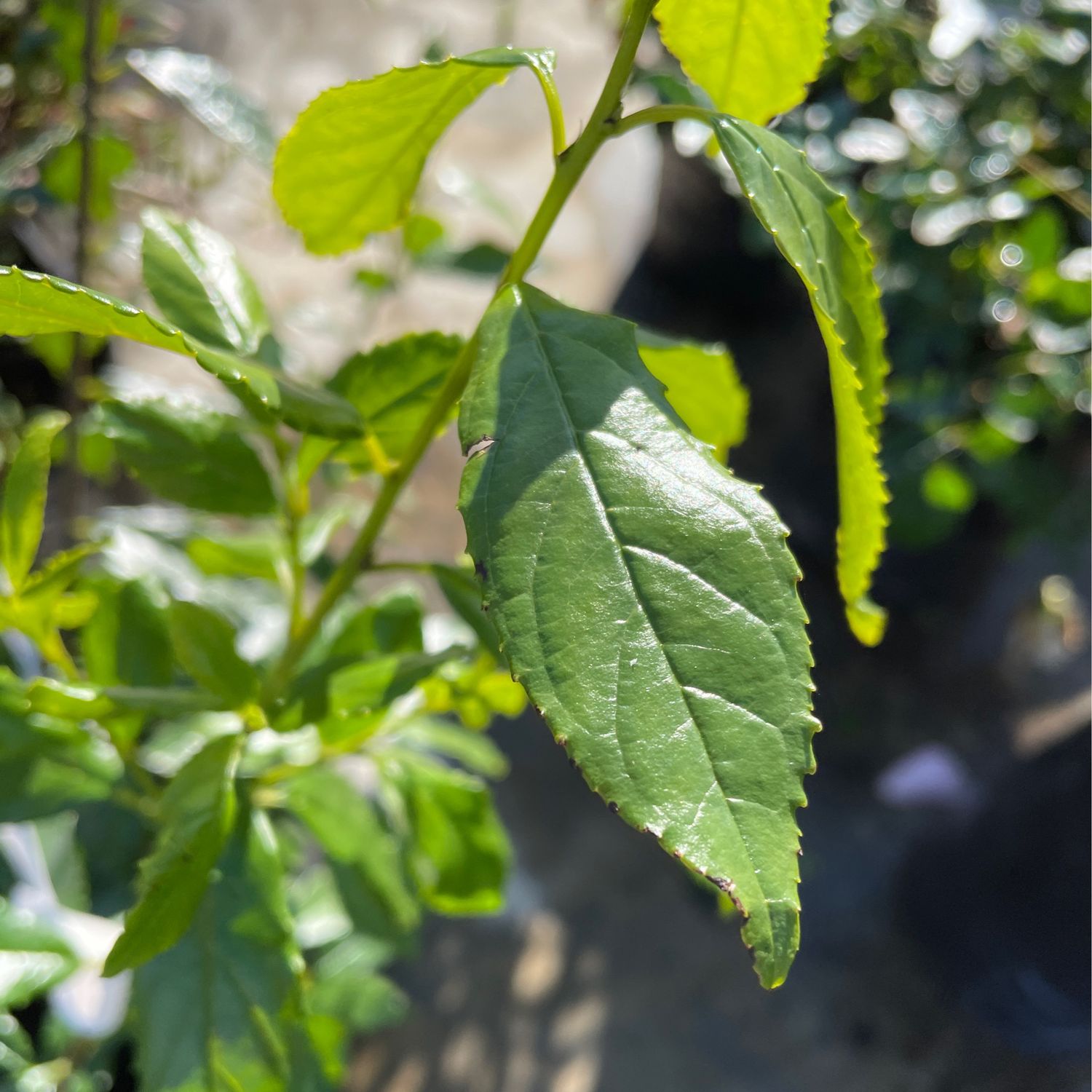 Rhamnus Prinoides
