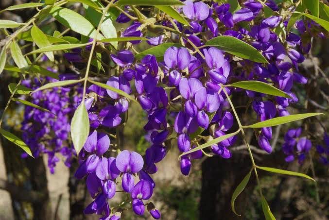 Bolusanthus speciosus - Wisteria