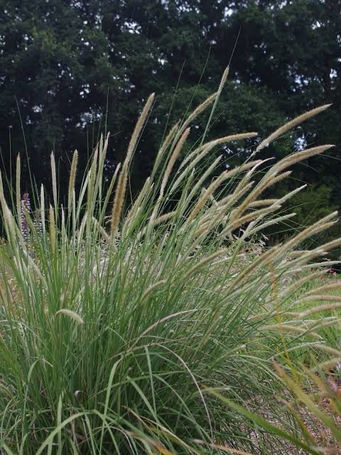 Pennisetum Macrourum