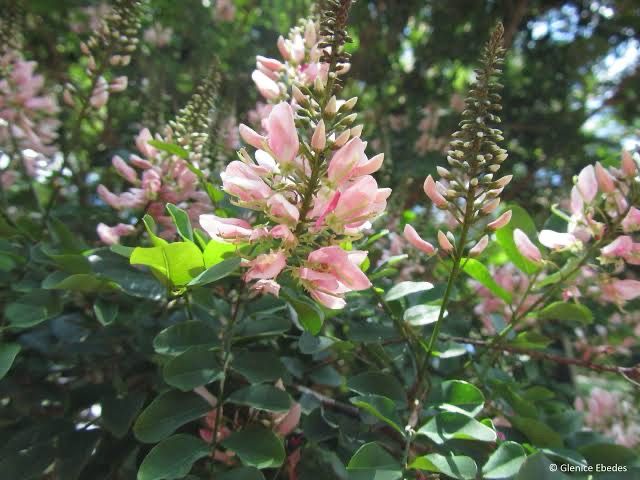 Indigofera Jucunda