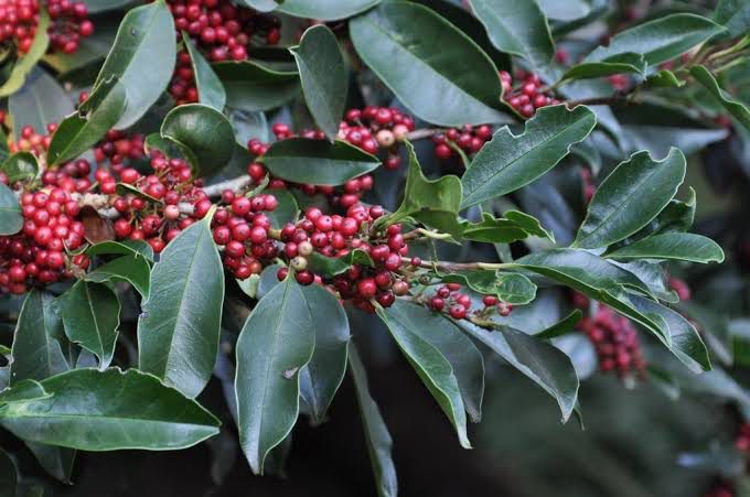 Ilex Mitis