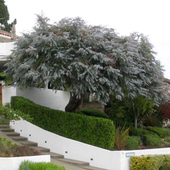 Eucalyptus Silver Penny Gum