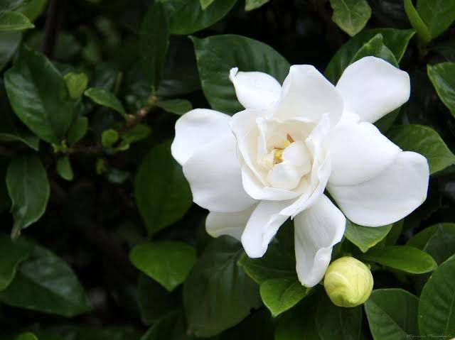Gardenia Angustifolia