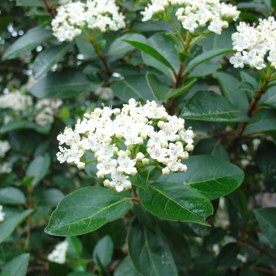 Viburnum Tinus