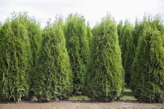 Cupressocyparis leylandii