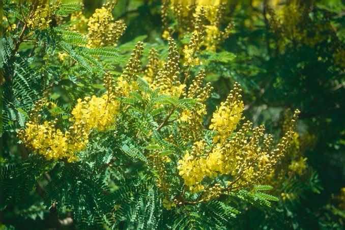 Peltophorum Africana