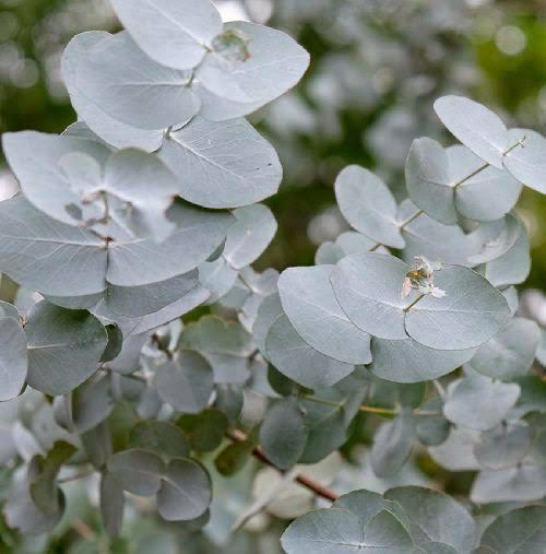 Eucalyptus Silver Penny Gum