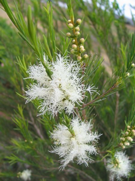 Melaleuca alternifolia (Tea Tree)