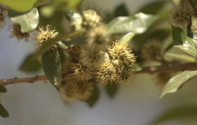 Combretum Enthrophyllum
