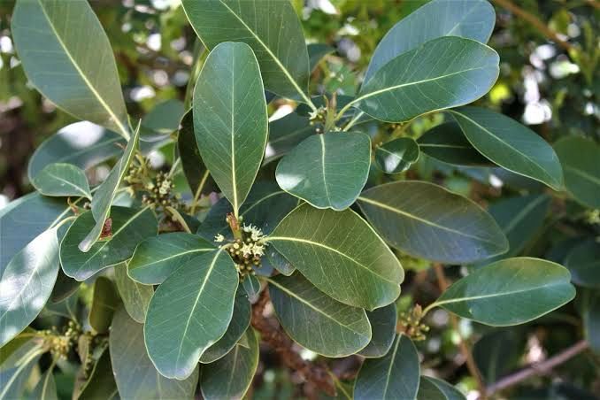 Sideroxylon inerme