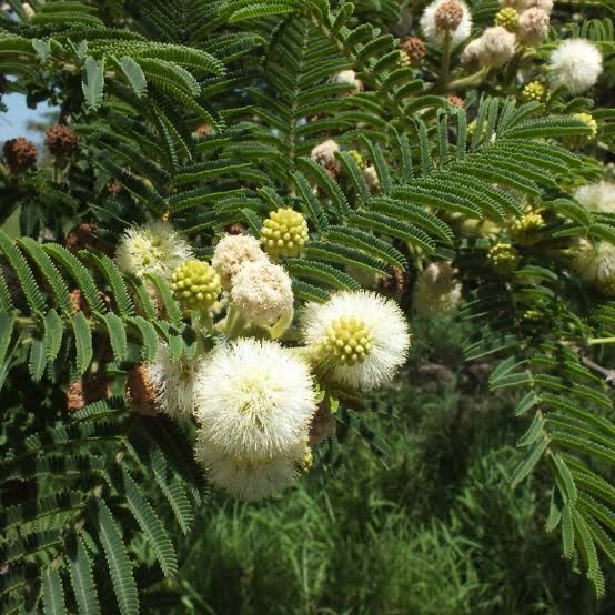 Vachellia Sieberania