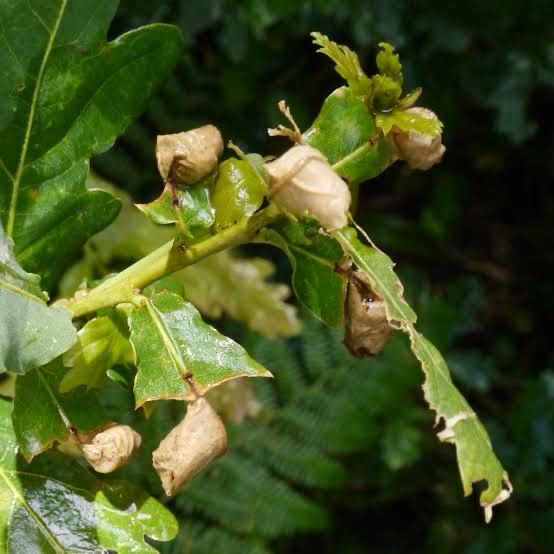 Quercus Roller