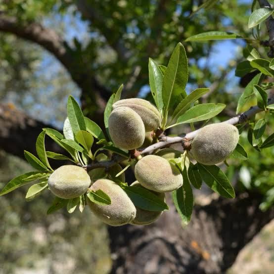 Almond Peerless