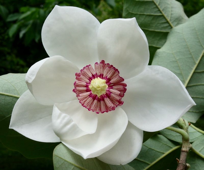 Magnolia grandiflora