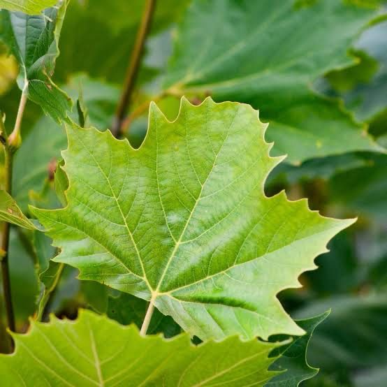 Platanus x Acerifolia