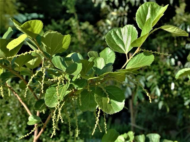 Trimeria grandifolia