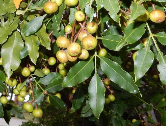 Ekebergia Capensis