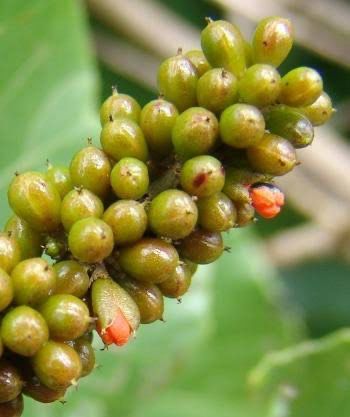Trimeria grandifolia