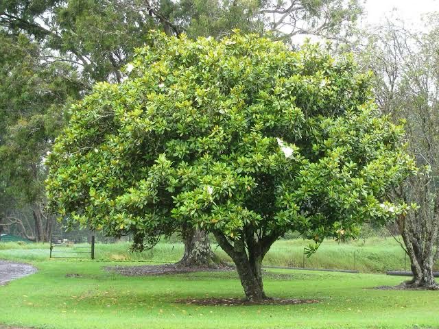Magnolia grandiflora