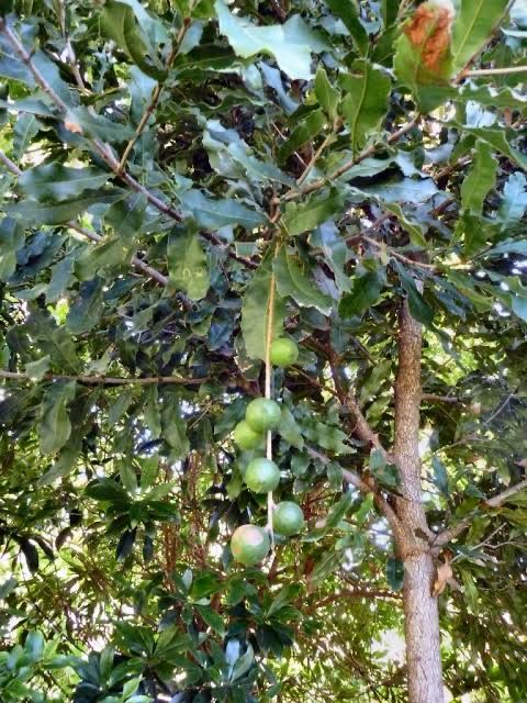 Macadamia