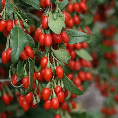 Lycium Barbarum Goji Berry