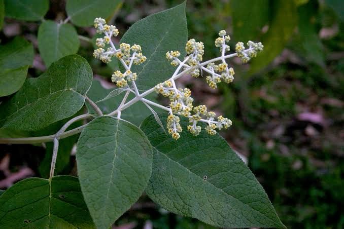 Buddleja cordata