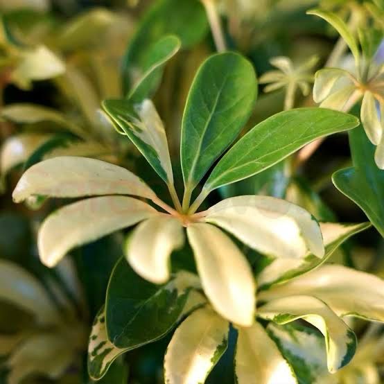Schefflera Madame Smet