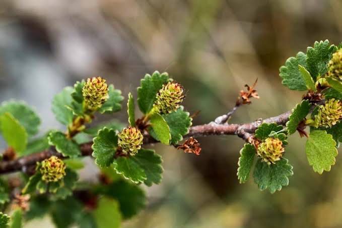 Betula Nana