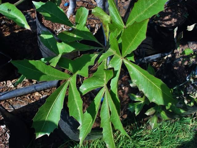 Cussonia Spicata