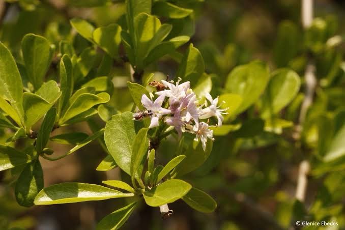 Ehretia Rigida