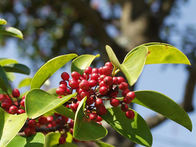 Ilex Rotunda