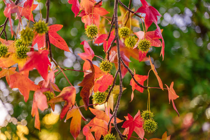 Liquidambar styraciflua