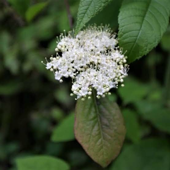 Viburnum Nudum