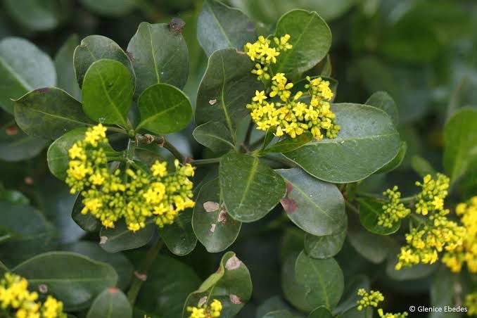 Psychotria Capensis