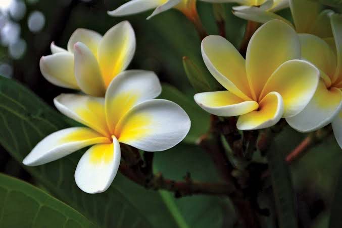 Plumeria - Frangipani