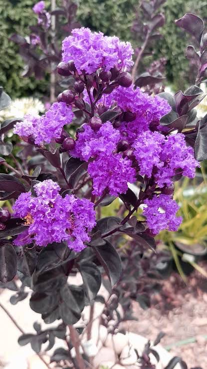Lagerstroemia Black Diamond