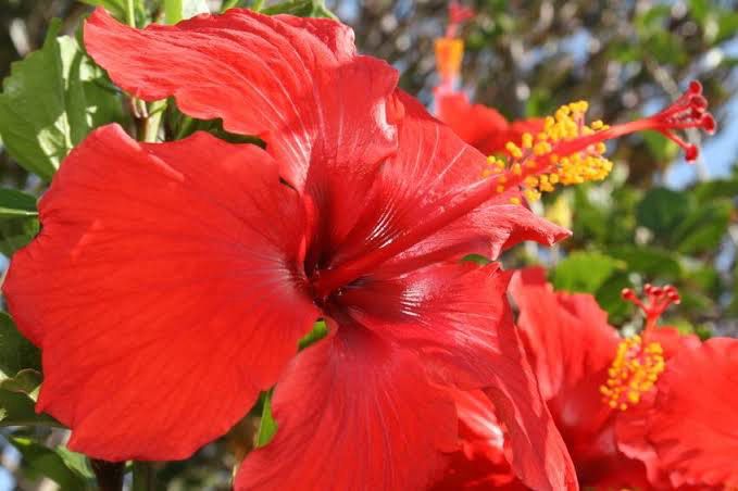 Hibiscus Rosa