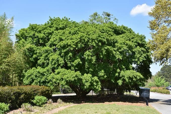 Ilex Rotunda