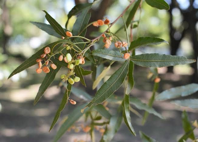 Searsia Lancea