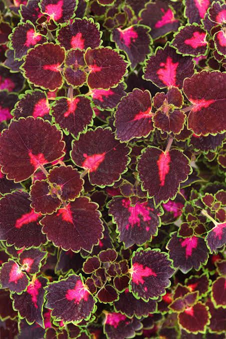 Coleus Trailblazer